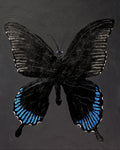 Black Quad Series: Butterfly