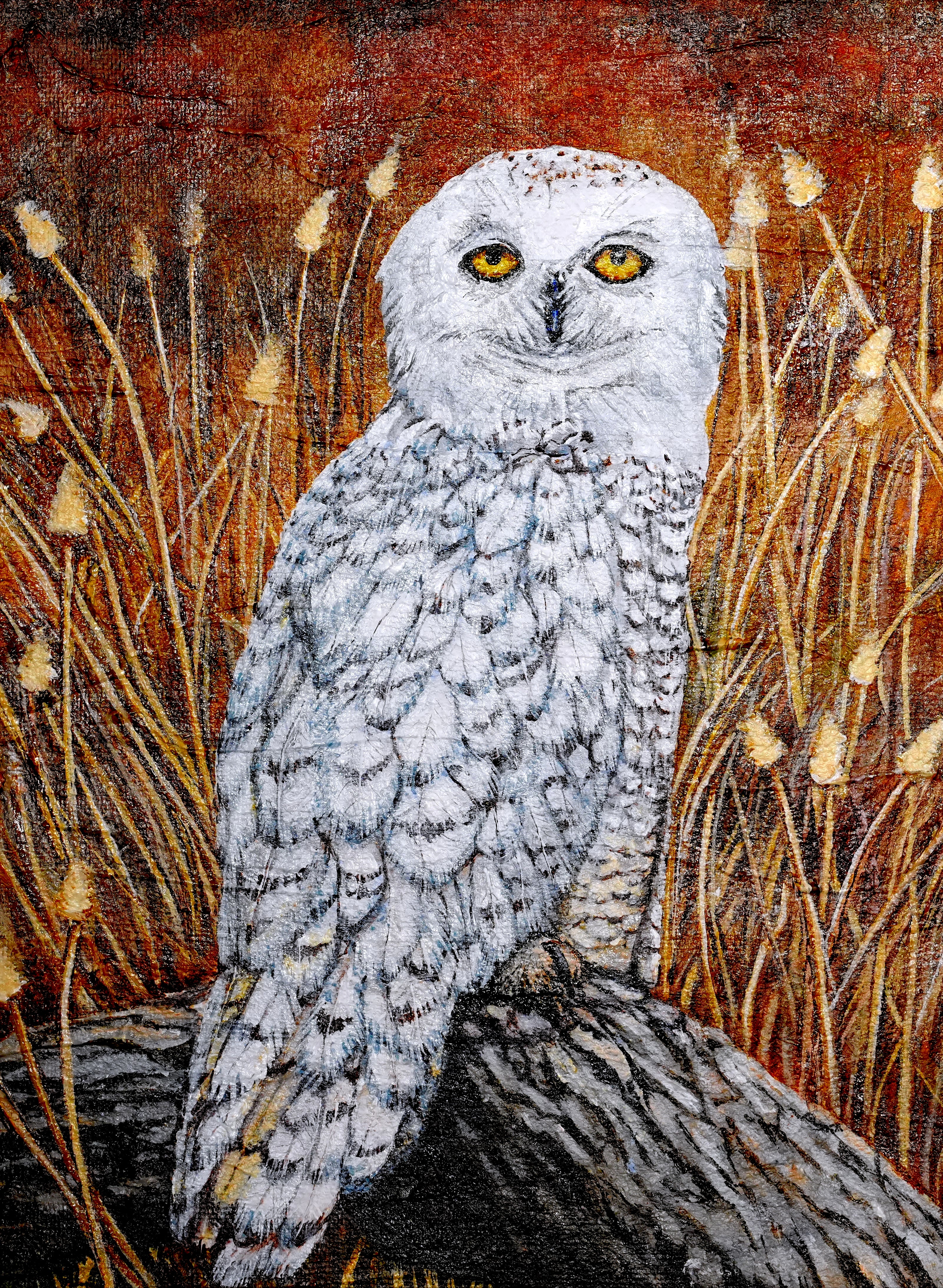 Maine snowy owl