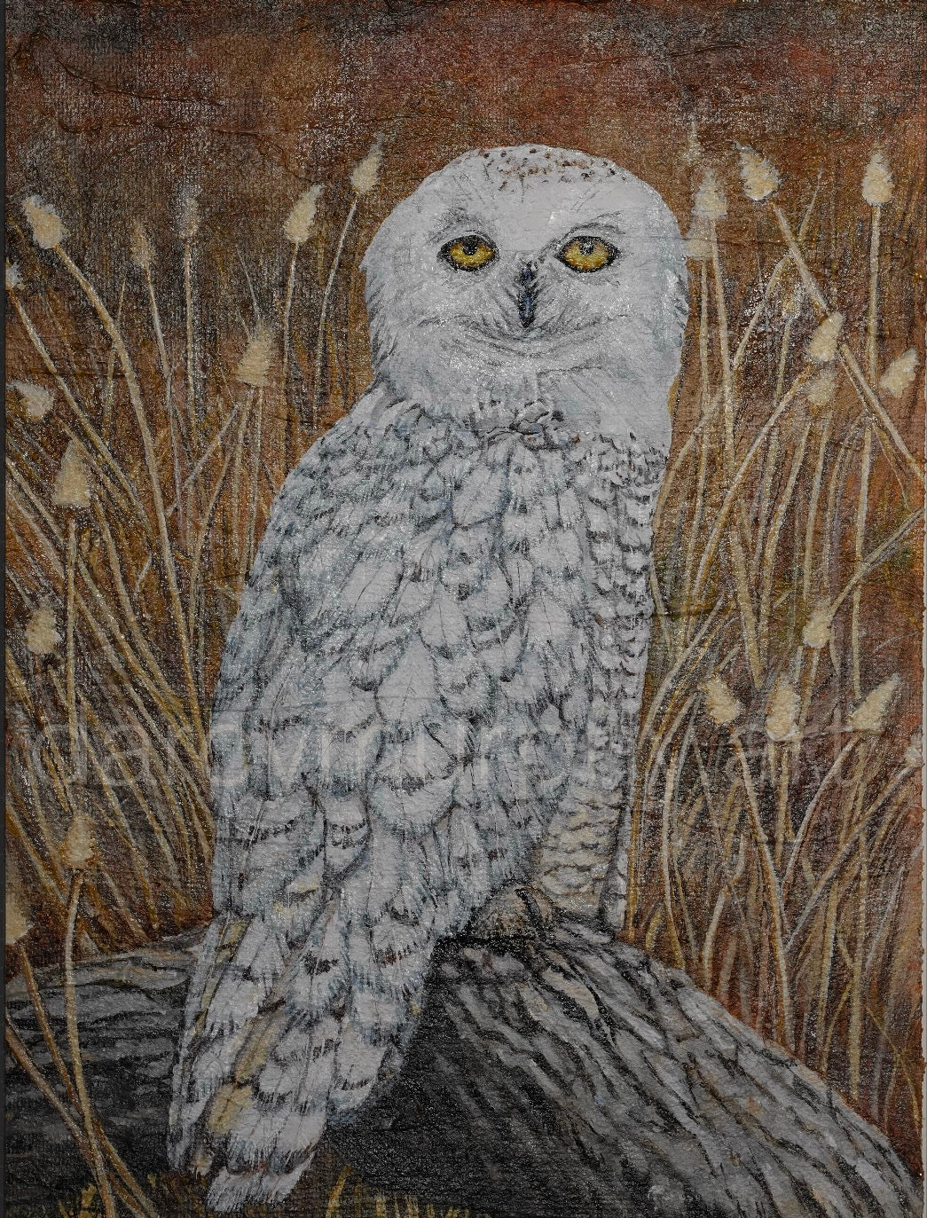 Maine snowy owl print
